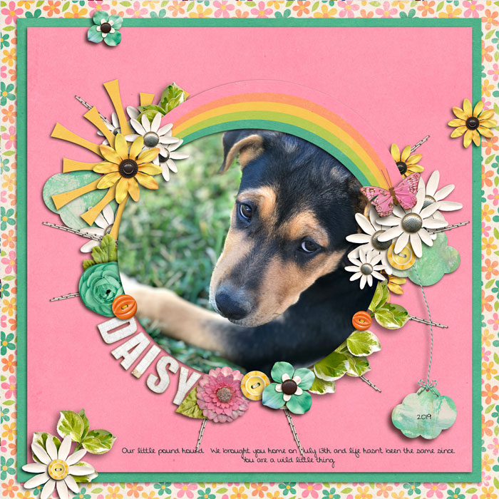Daisy
