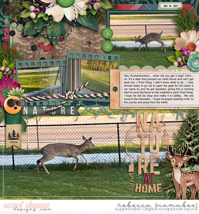 Deer in backyard
