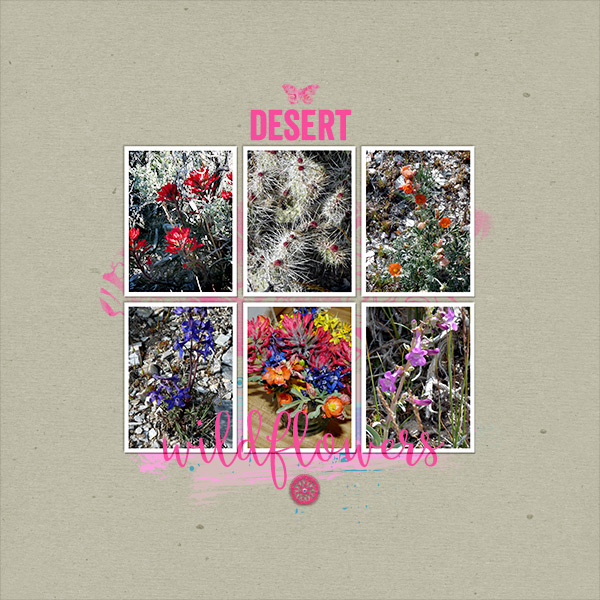 desert wildflowers