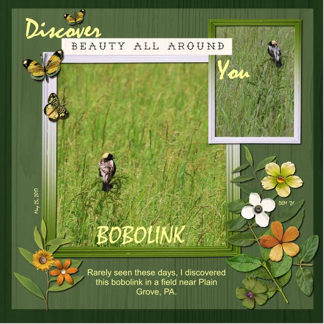 Discovery -  3 greens