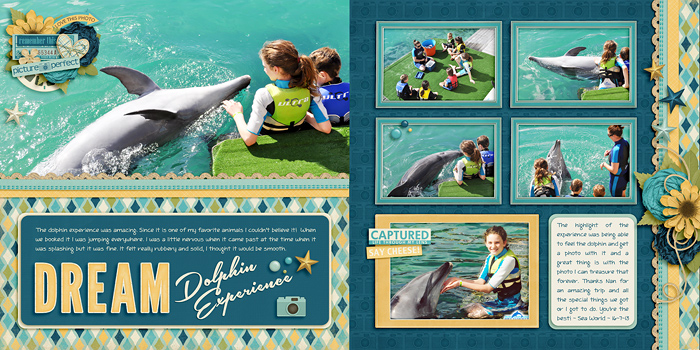 Dream dolphin experience