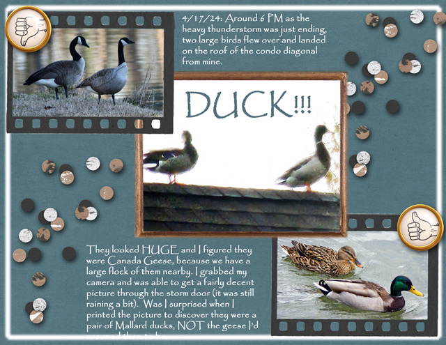 DUCK!!!