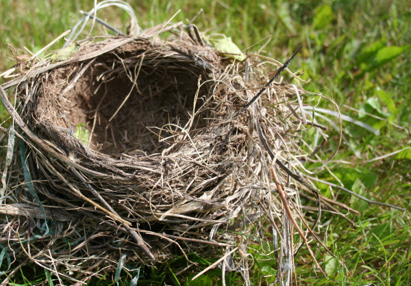 Empty Nest