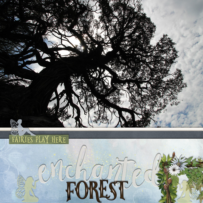 Enchanted Forest