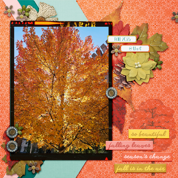 Fall at University of Chicago