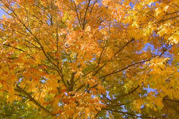 Fall Days