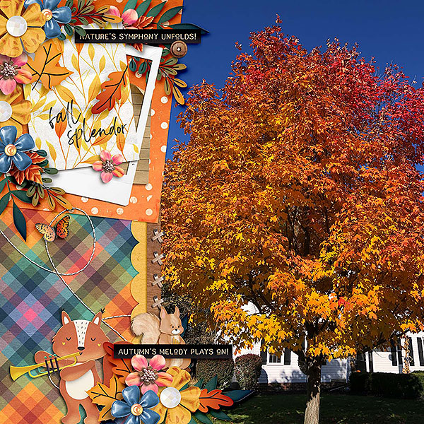 fall splendor