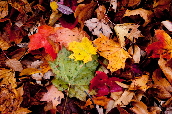 fall31