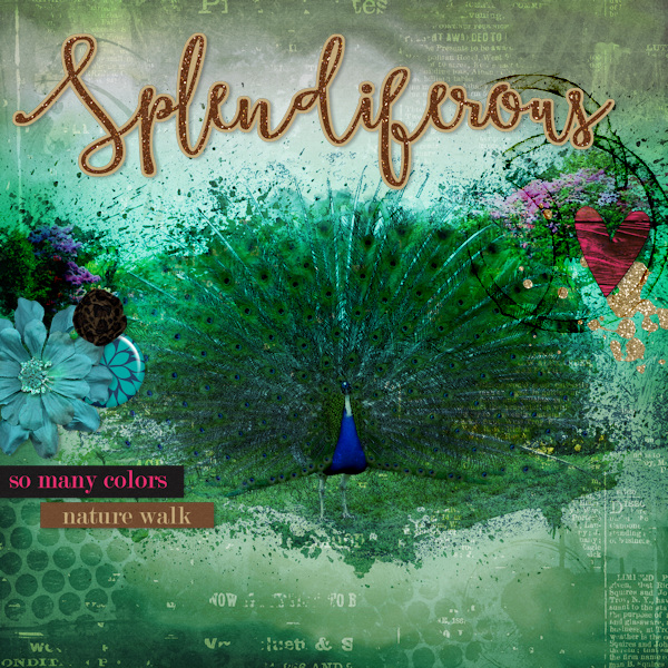 Feb11 - Peacock