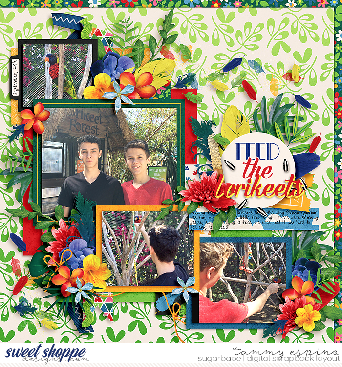 feed the lorikeets