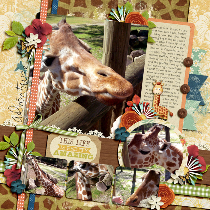feeding giraffes
