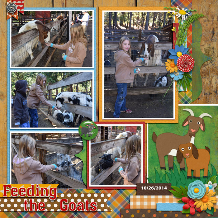 feeding goats