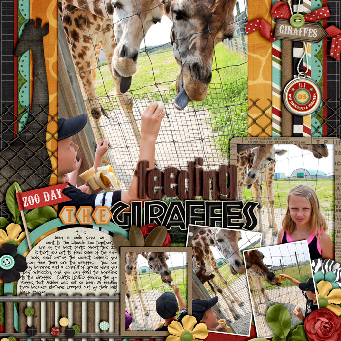 Feeding the Giraffes