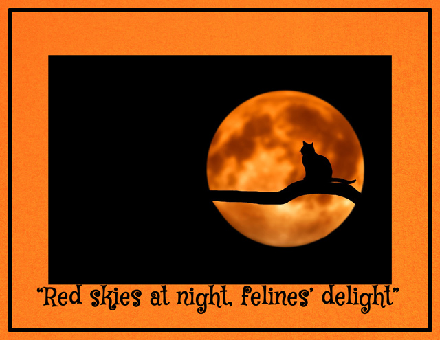 Felines' Delight