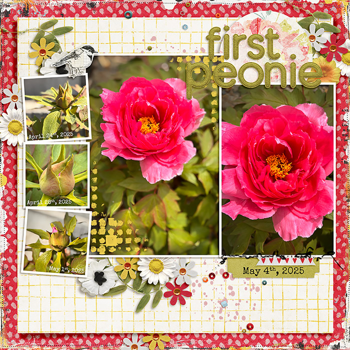 First Peonie