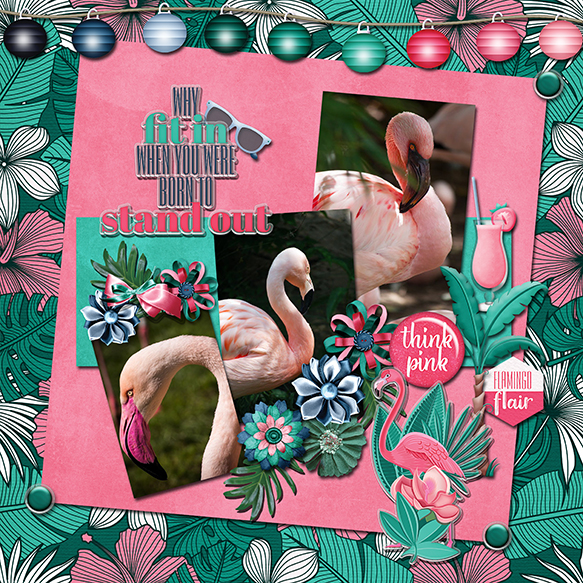 Flamingos