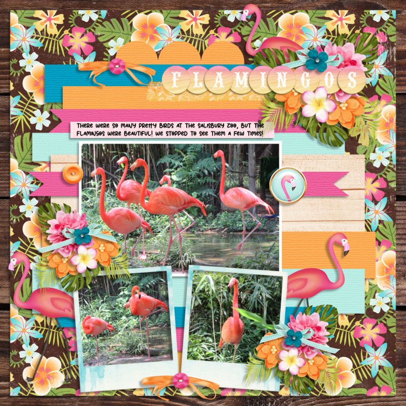 Flamingos