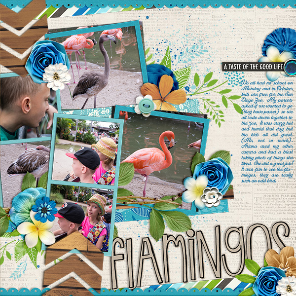 flamingosatzoo