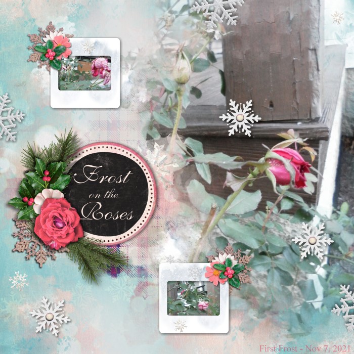 Frost On The Roses