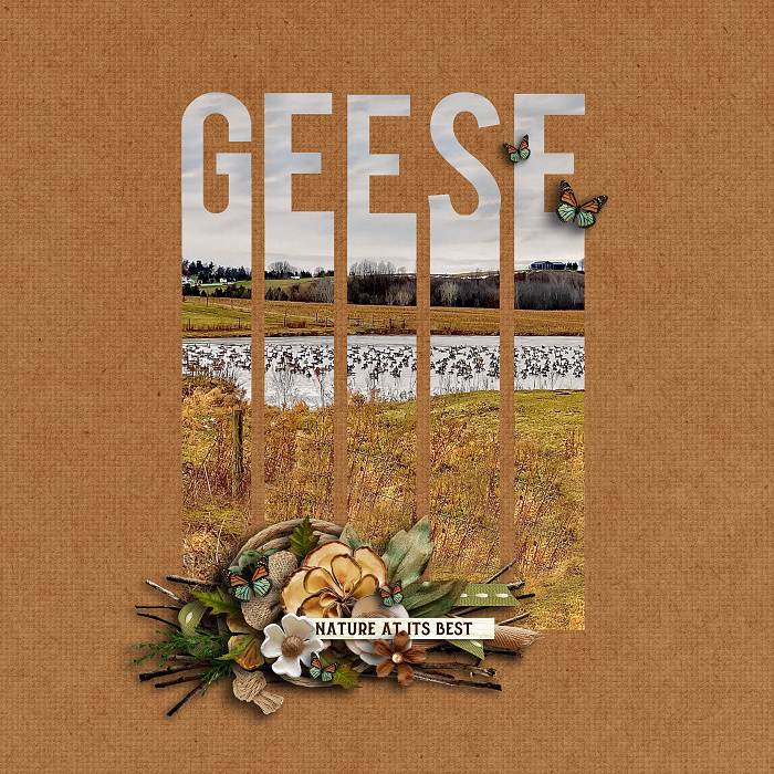 Geese