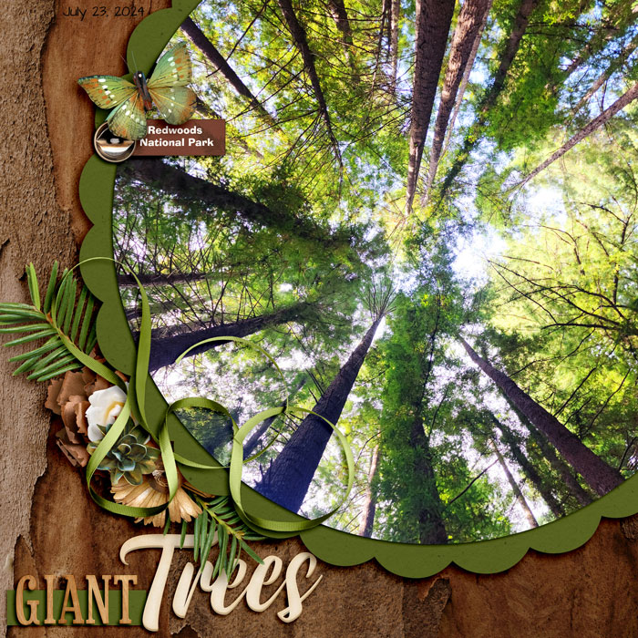 Giant Trees 2024