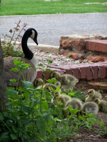 Goose Family