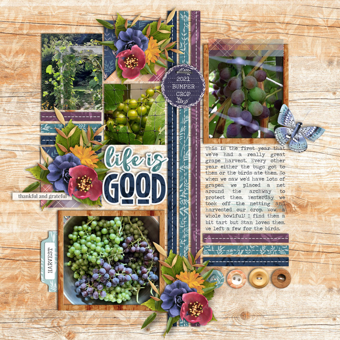 grape harvest