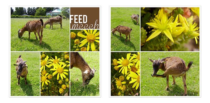 Greedy goats