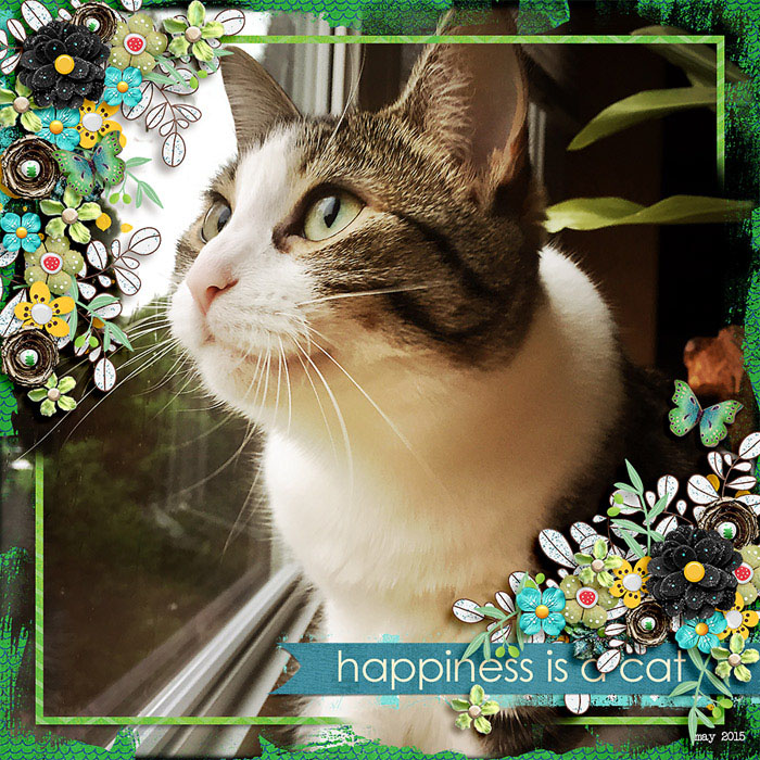 happiness is a cat