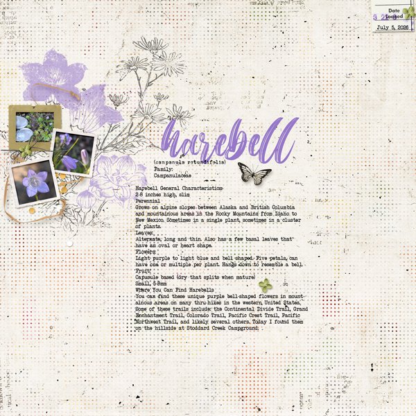 harebell