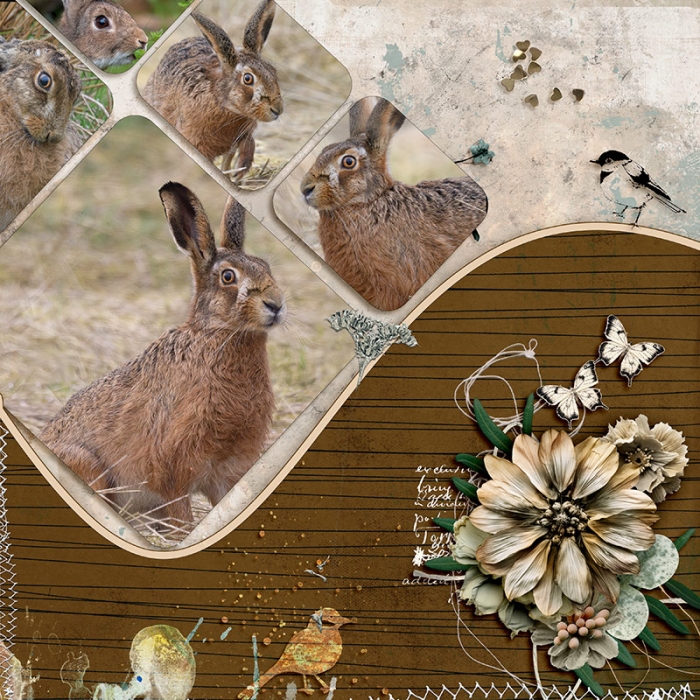 Hares