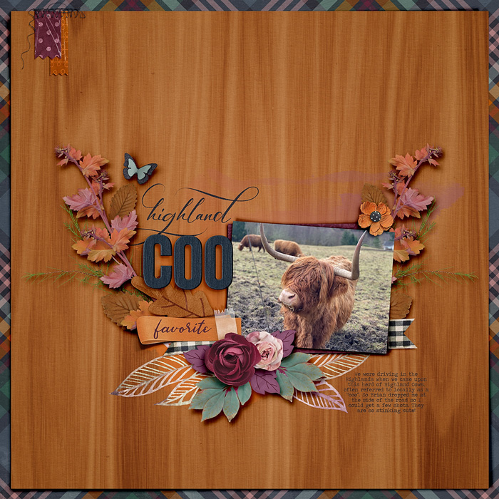 ~Highland Coo~