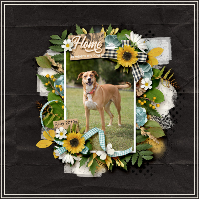 HomeIsWhereMyDogIs2019web