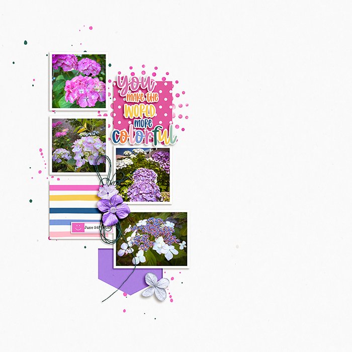 Hydrangeas 2026