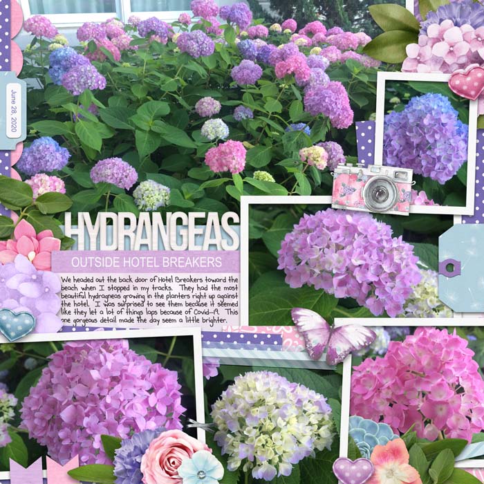 Hydrangeas