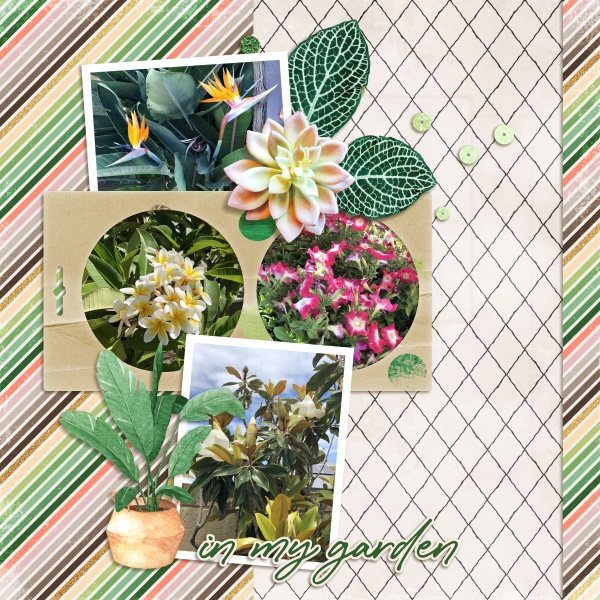 In my garden