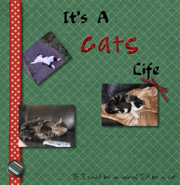 It's a cats life