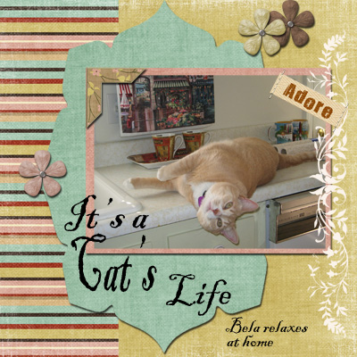 It's A Cat's Life