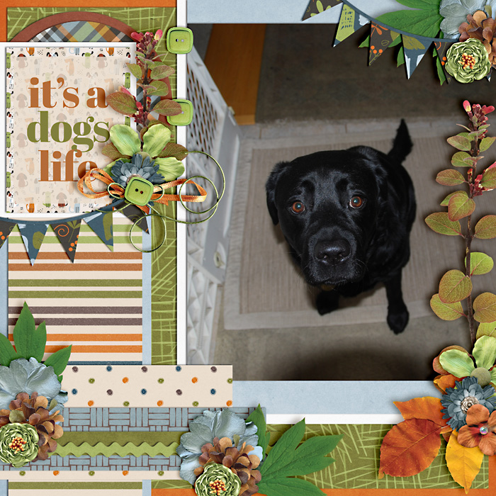 It's a Dog's Life