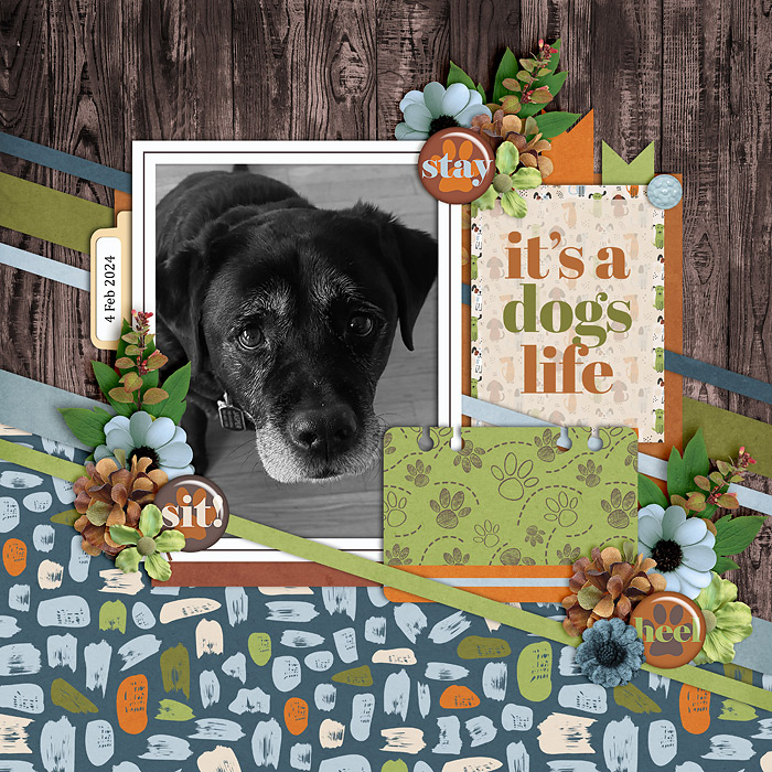 It's a Dog's Life