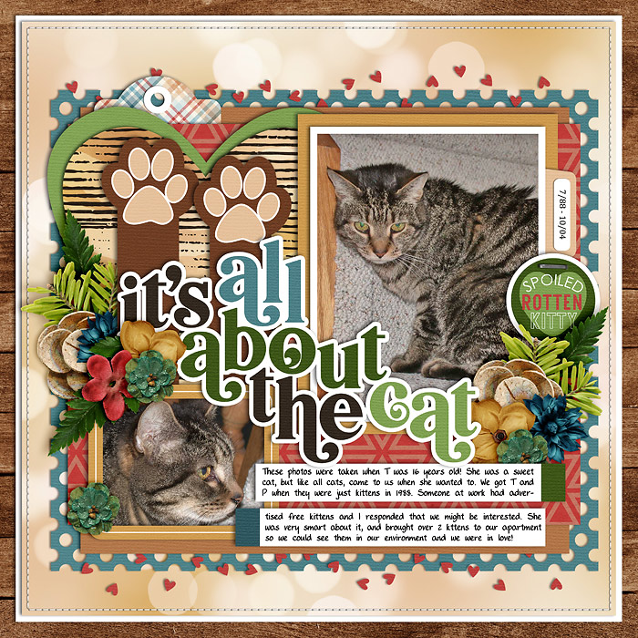 It's All About the Cat