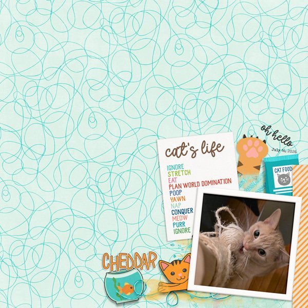 July-8-Purrfect-Kitty-Cheddar.jpg