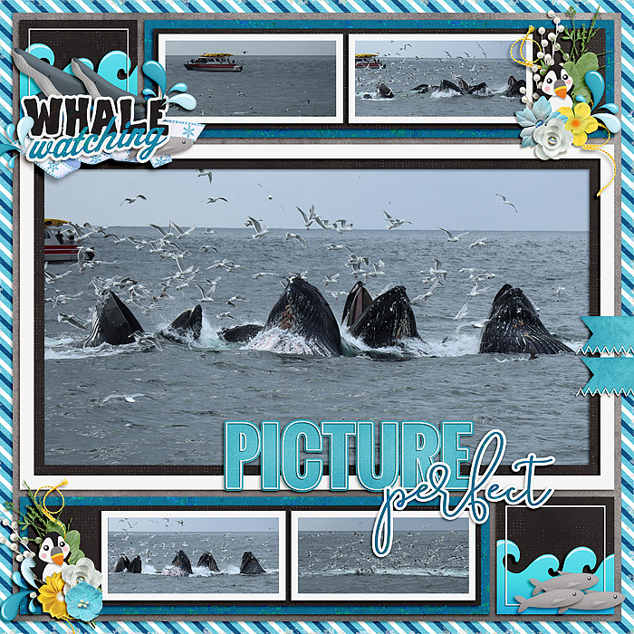 Kenai Fjords Bubble Feeding