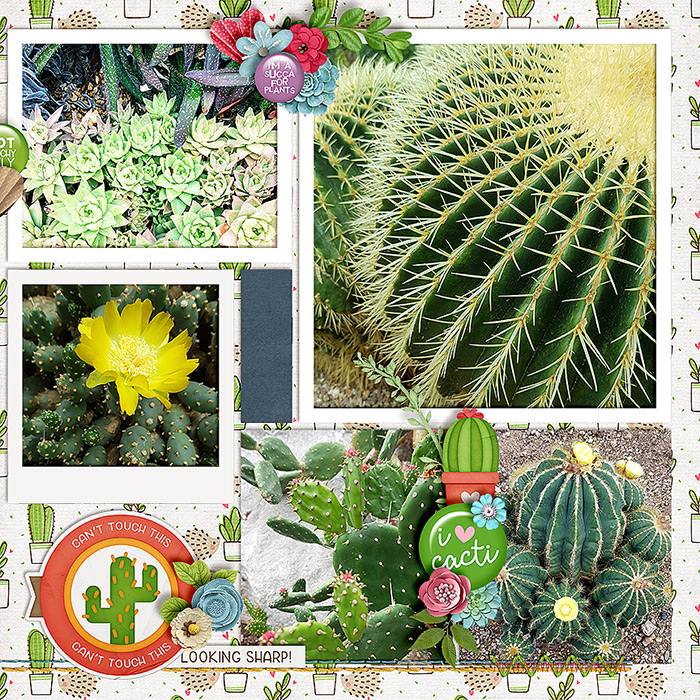 Kew's Cacti