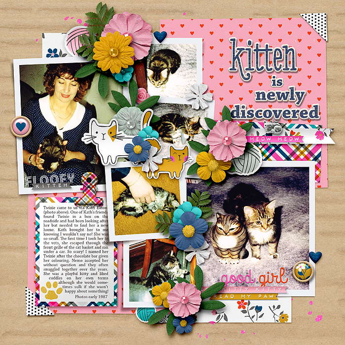 Kitten is Newly Discovered
