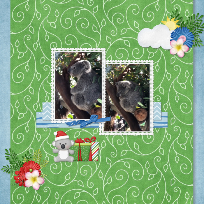 Koala at the zoo