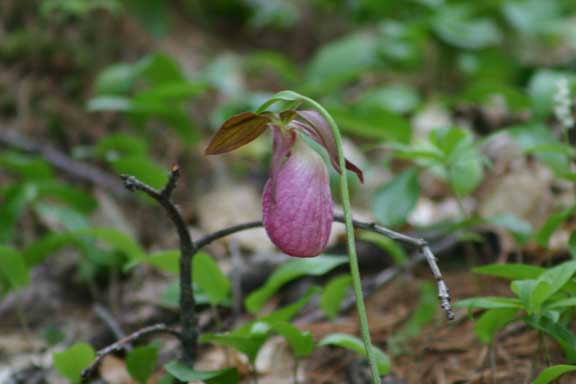 Ladyslipper