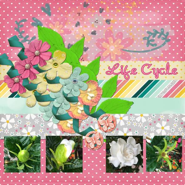 Life Cycle