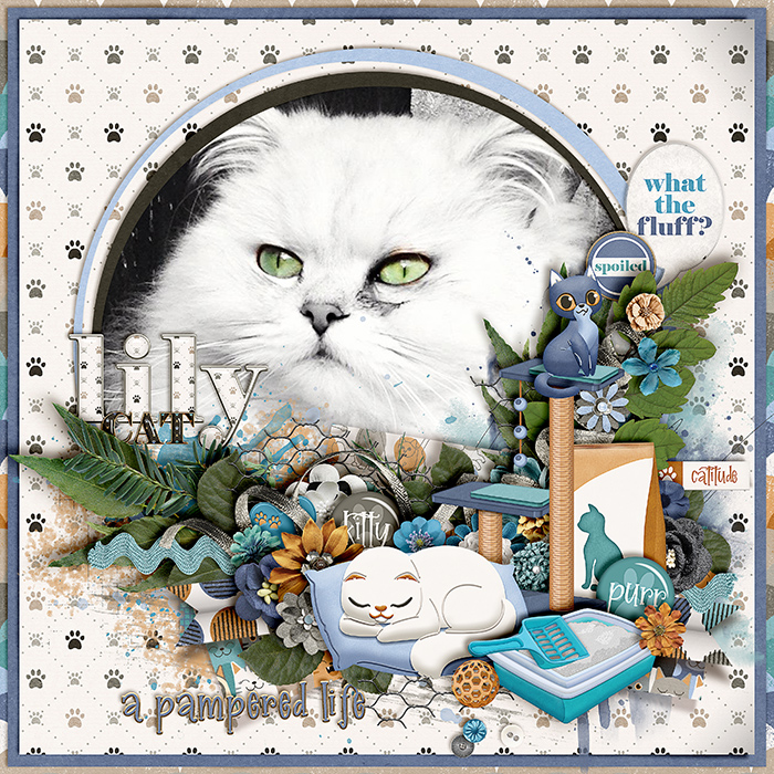 Lily Cat