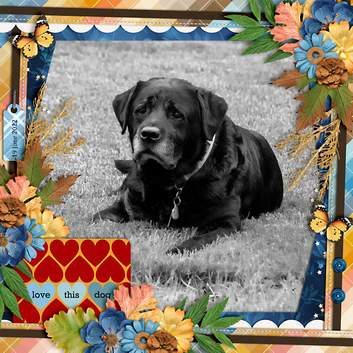 Love This Dog